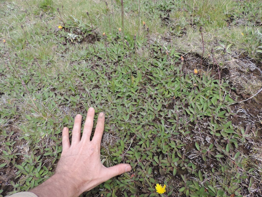 A hand over a green matted plant with tall yellow flowers