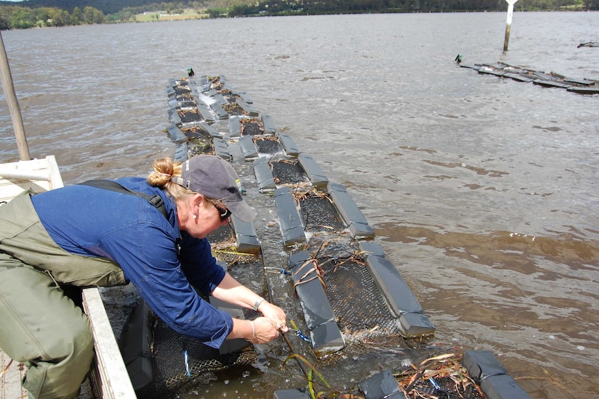 Sue McIntyre inspects two-year-old oysters at her farm just outside Pambula.