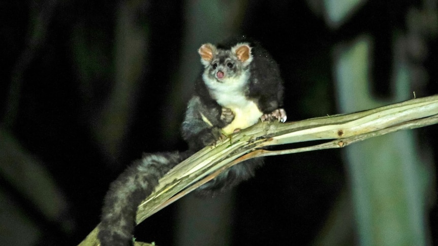 A night time photo of a greater glider in the Wombat Forest