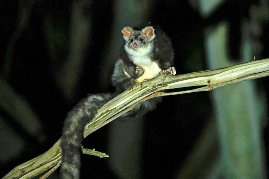 A possum perched on a branch in a forest at night.