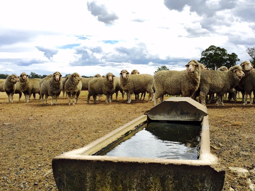 A farmer in western Victoria lost 90 Merino ewes to E. coli poisoning overnight, after they drank toxic water.