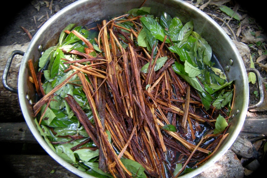 A pot containing the ingredients to make Ayahuasca.