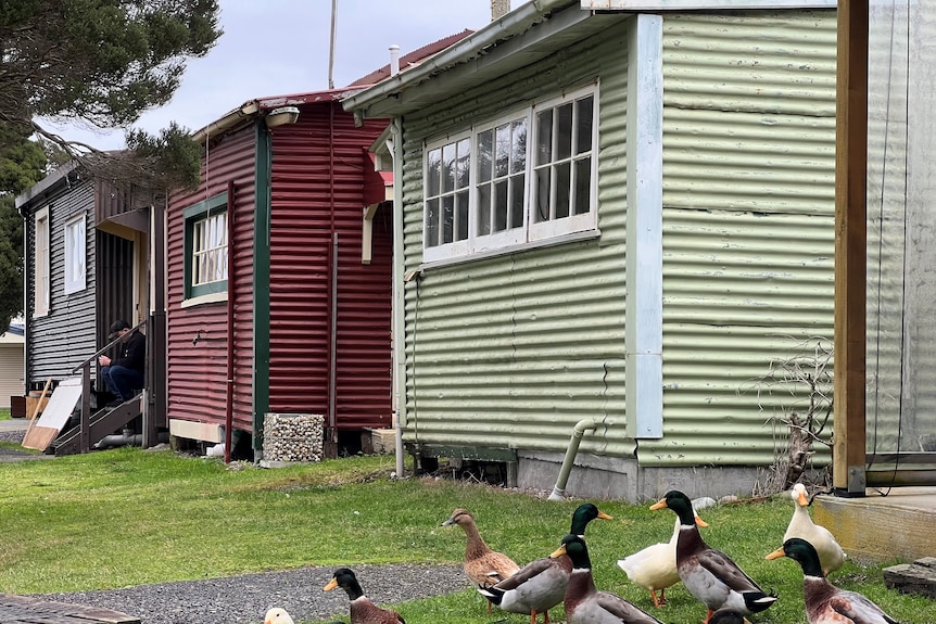 A group of ducks waddle in front of old shacks at Lettes Bay.
