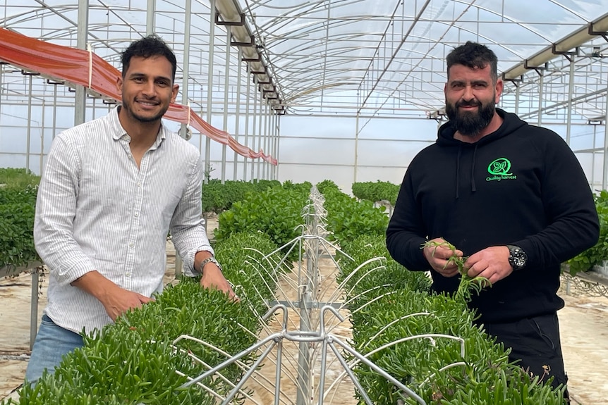 Image of two men holding herbs in a large herb farm.
