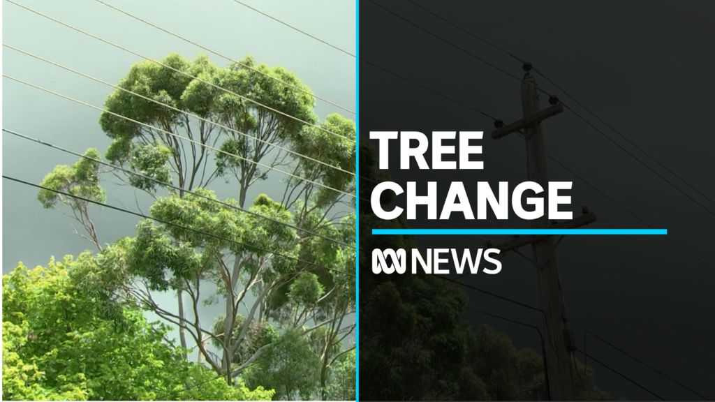 Canberra residents concerned over unstable tree canopy - ABC News