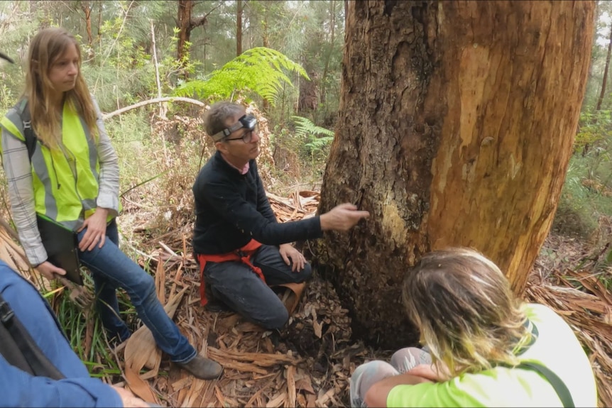 Spider expert wearing headlamp showing onlookers somethings on giant tingle tree