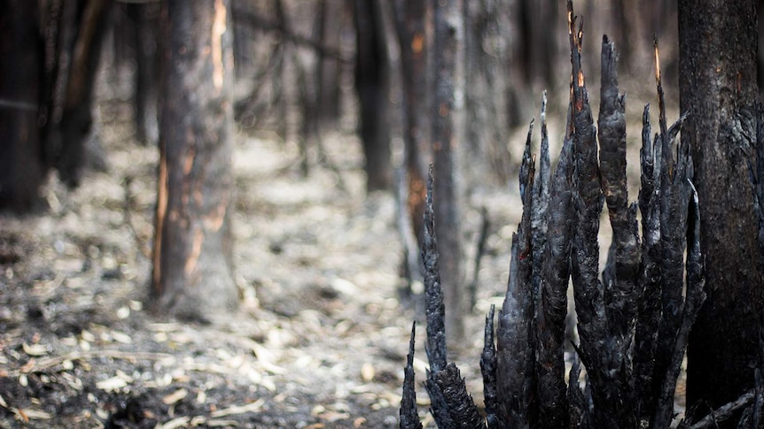 Burnt tree stumps in the aftermath of the Caloundra bushfire on the Sunshine Coast, Queensland.