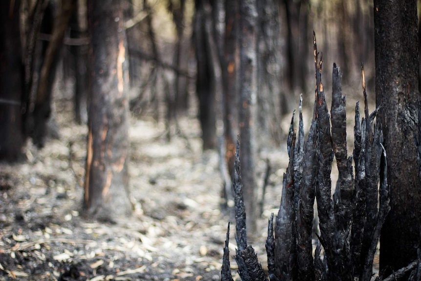 Burnt tree stumps in the aftermath of the Caloundra bushfire on the Sunshine Coast, Queensland.