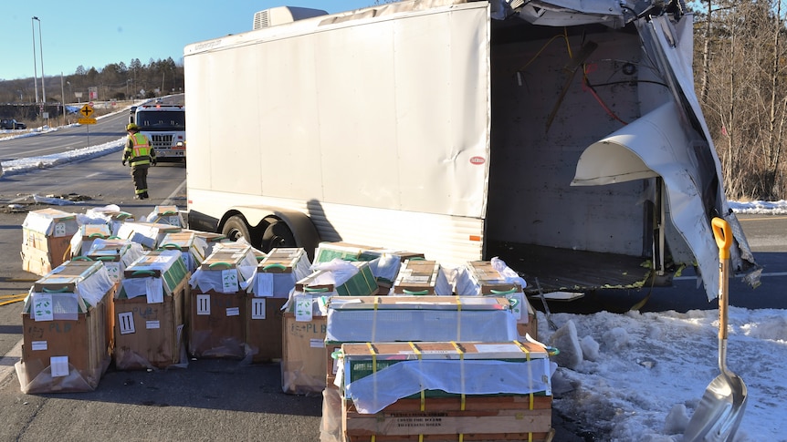 Crates holding live monkeys are collected next to the trailer they were being transported in along a road.