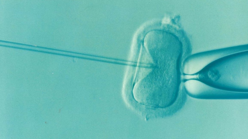 Fertilisation in vitro
