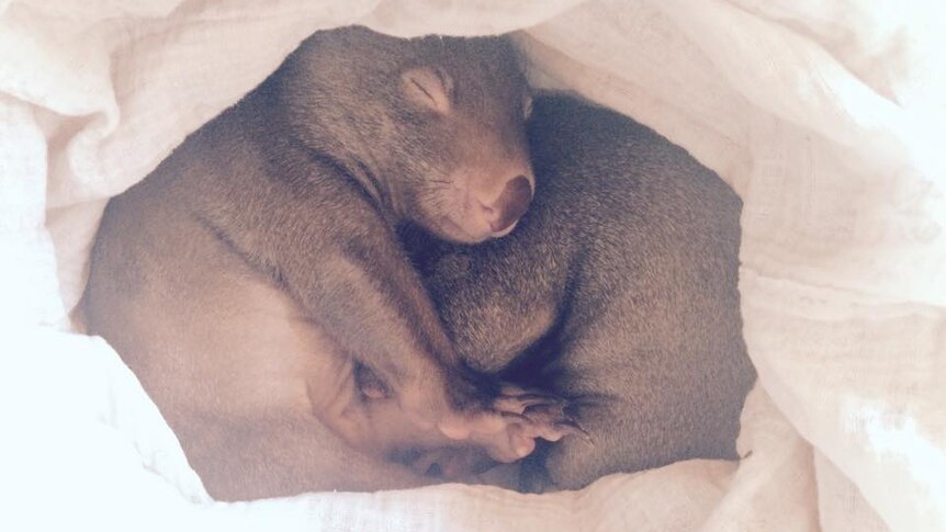 Two wombat joeys sleeping soundly