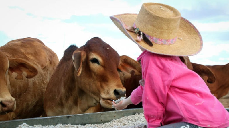 Girl feeding cattle cotton seed