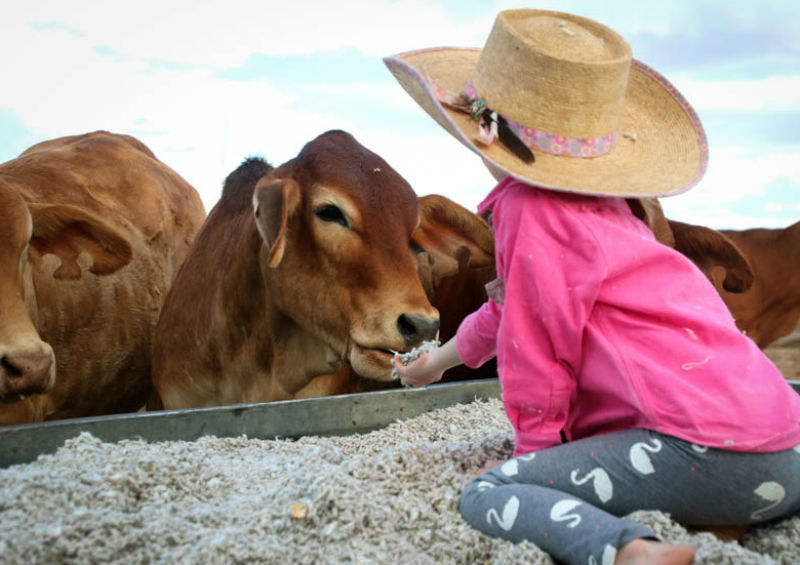 Girl feeding cattle cotton seed