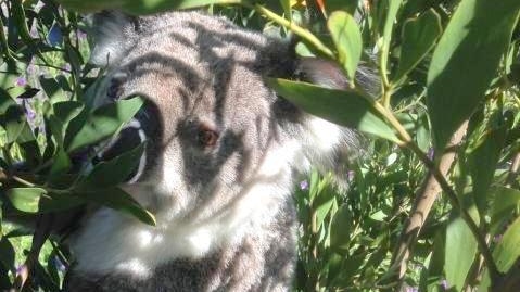 Closeup of koala face and body in tree, surrounded by leaves