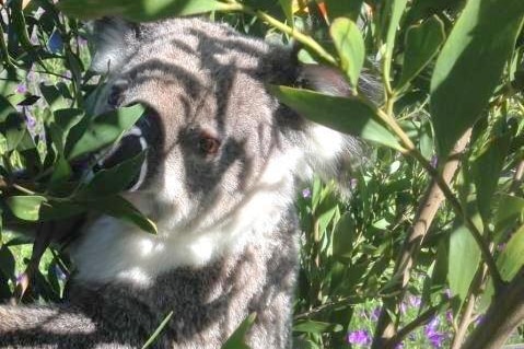 Closeup of koala face and body in tree, surrounded by leaves