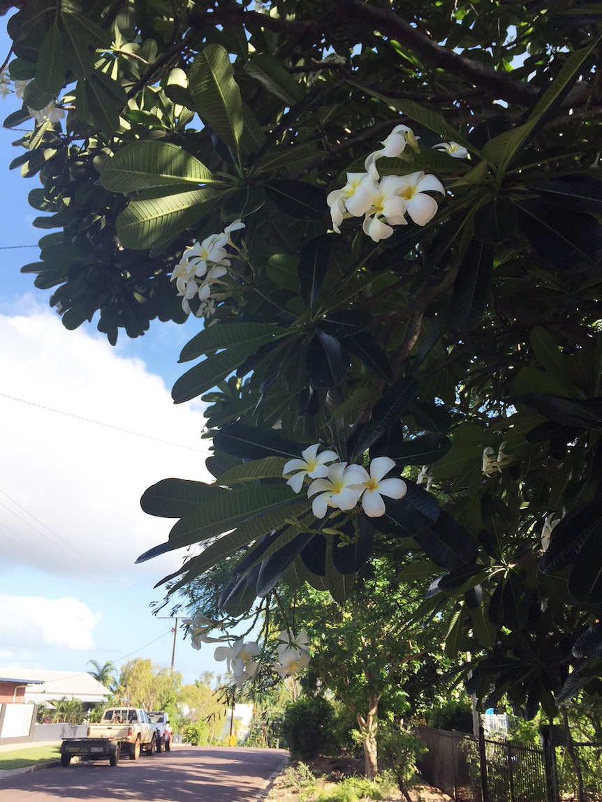 frangipani flowers on tree on a suburban street