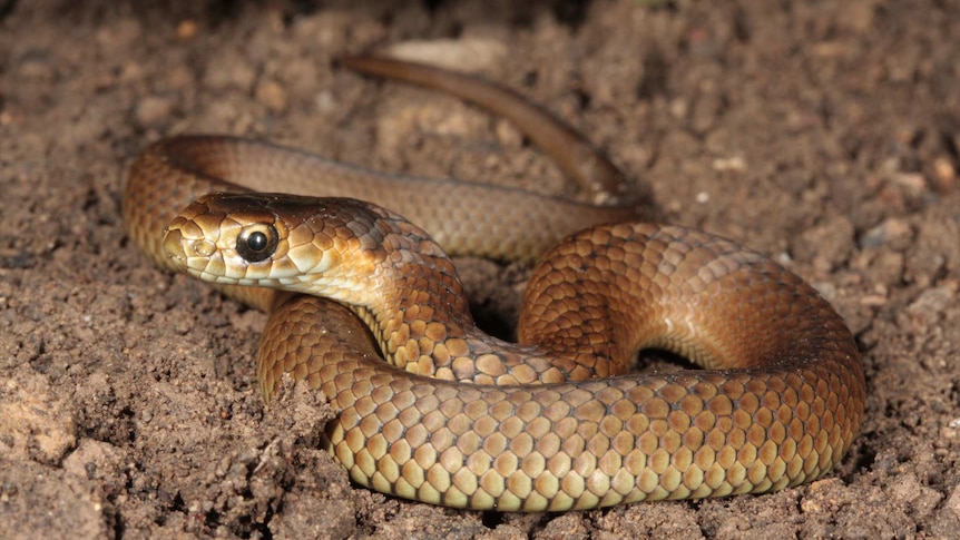 A lowland copperhead snake.