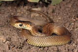A lowland copperhead snake.