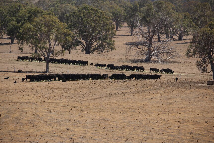 Cattle and very bare paddocks.