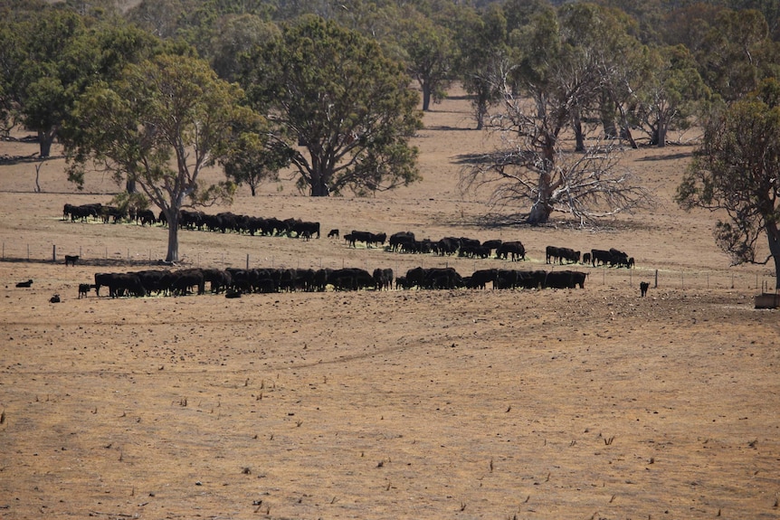 Cattle graze around the edges of brown, dried out paddocks.