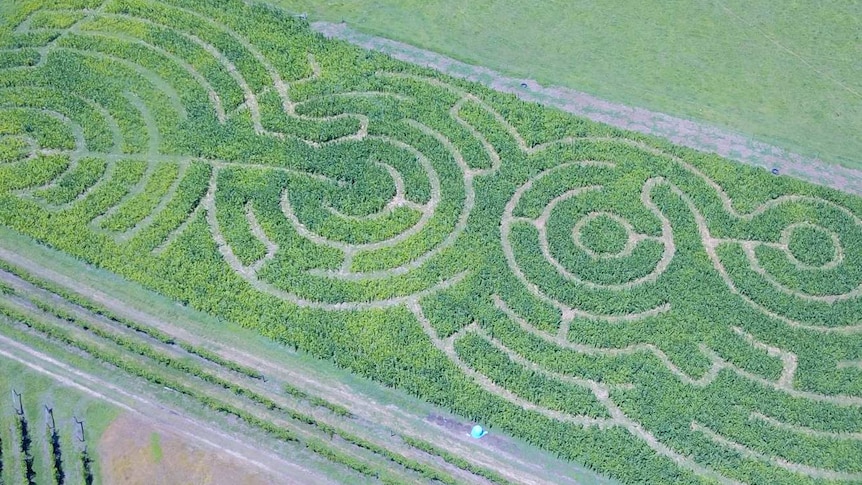 An aerial shot of a maze made of maize, or corn.