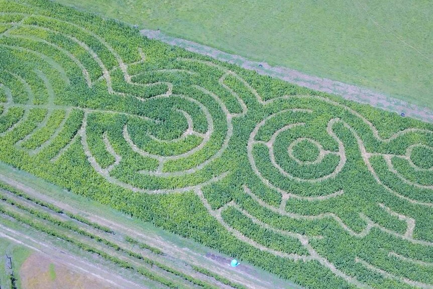 An aerial shot of a maze made of maize, or corn.