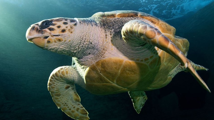 Close up image of turtle under water
