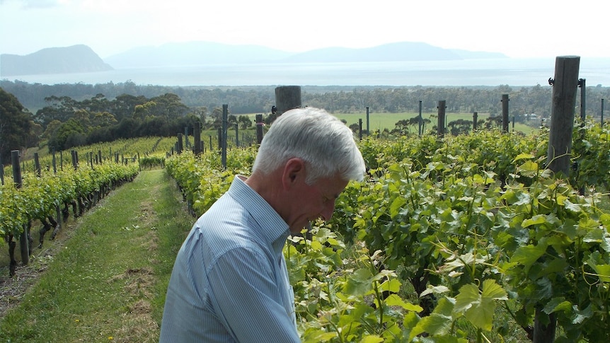 Vigneron Fred Peacock examines the vines on his property at Bream Creek which overlooks Marion Bay and Hellfire Bluff