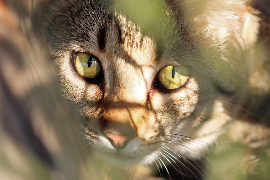 Close up of a feral cat with piercing green eyes looking through green leaves