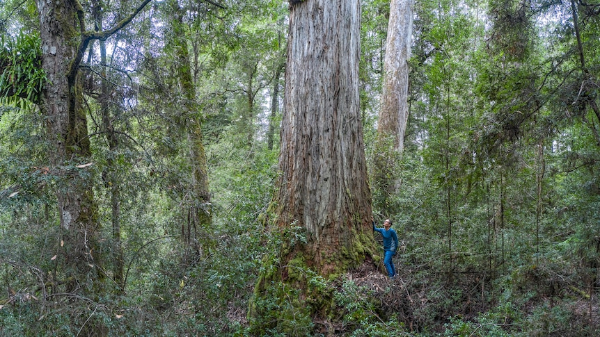 Tasmania expands native logging harvest area as other states wind