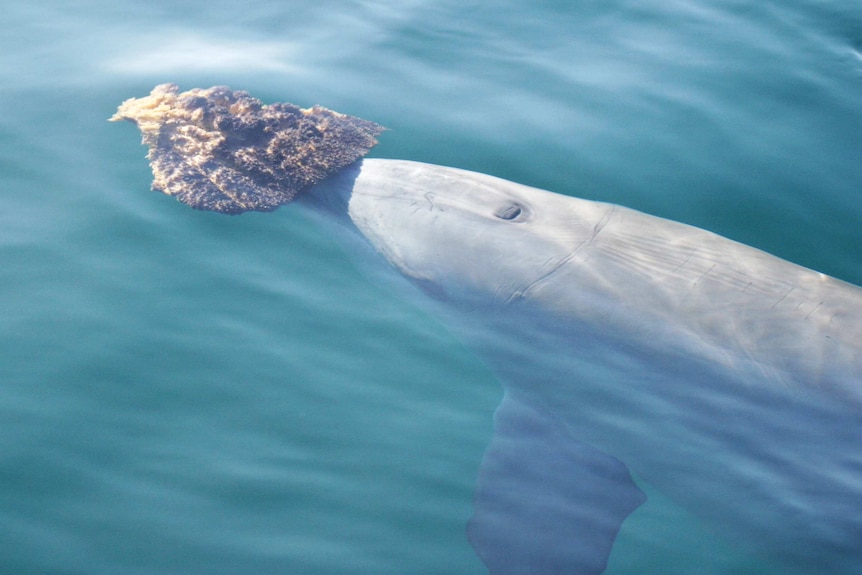 Dolphin swims along with a giant sponge on its snout