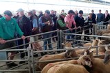 Stock buyers bidding to buy lambs for Foodbank at Katanning saleyards