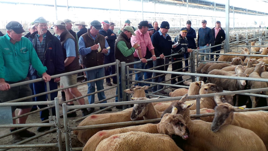 Stock buyers bidding to buy lambs for Foodbank at Katanning saleyards