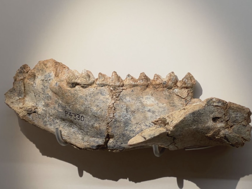 A fossil with a visible ridge of teeth.