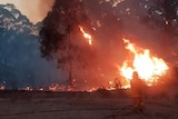 A firefighter points a hose at a bushfire near Hepburn.