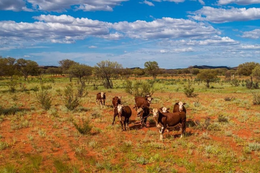 cattle standing on red soil with trees in the background.