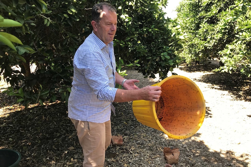 A man with a yellow bin filled with flies.