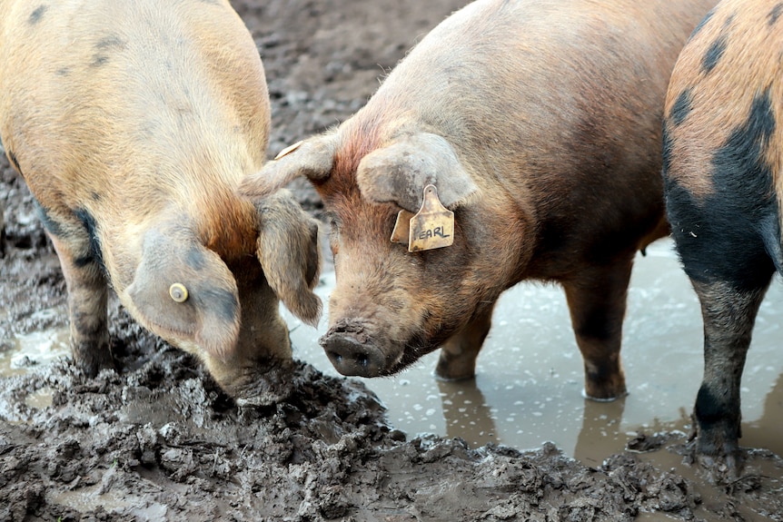 A light coloured pig stands on muddied paddock