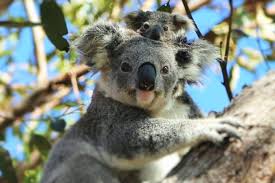 Koalas on a plane (in first class). - ABC listen