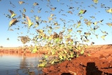 Red dirt in foreground with budgies coming down to drink at water's edge.