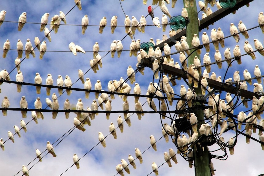 A flock of white corellas sitting on power lines.