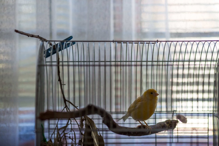 A canary on a branch inside a cage in Bev's hostel unit.
