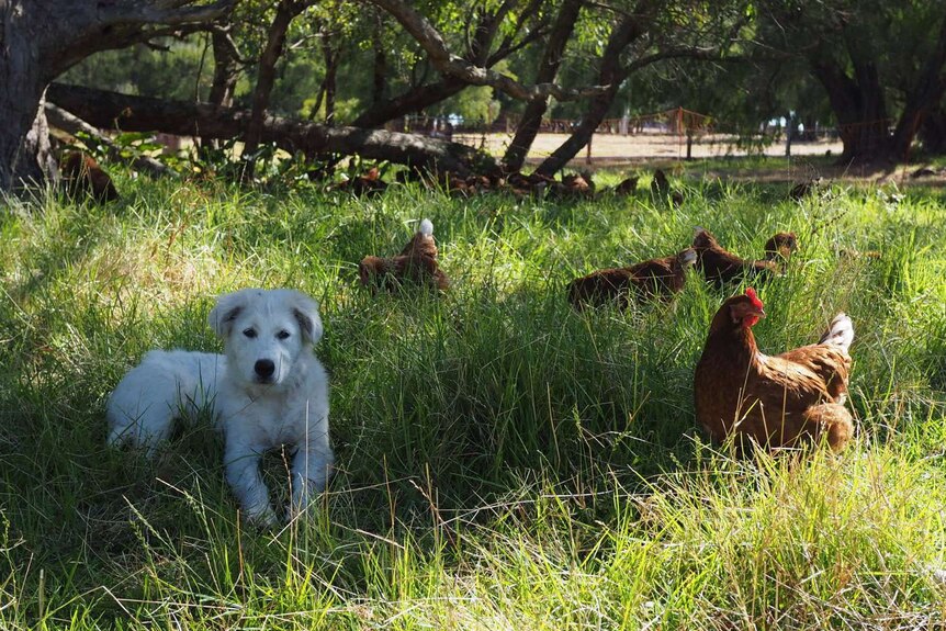 Bacon and his chickens