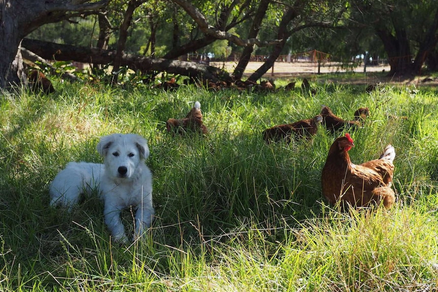 Bacon and his chickens