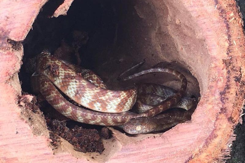 A banded tree snake in a log