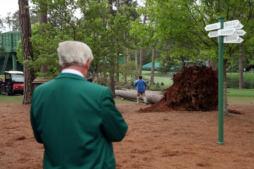 An official looks on at an uprooted tree.