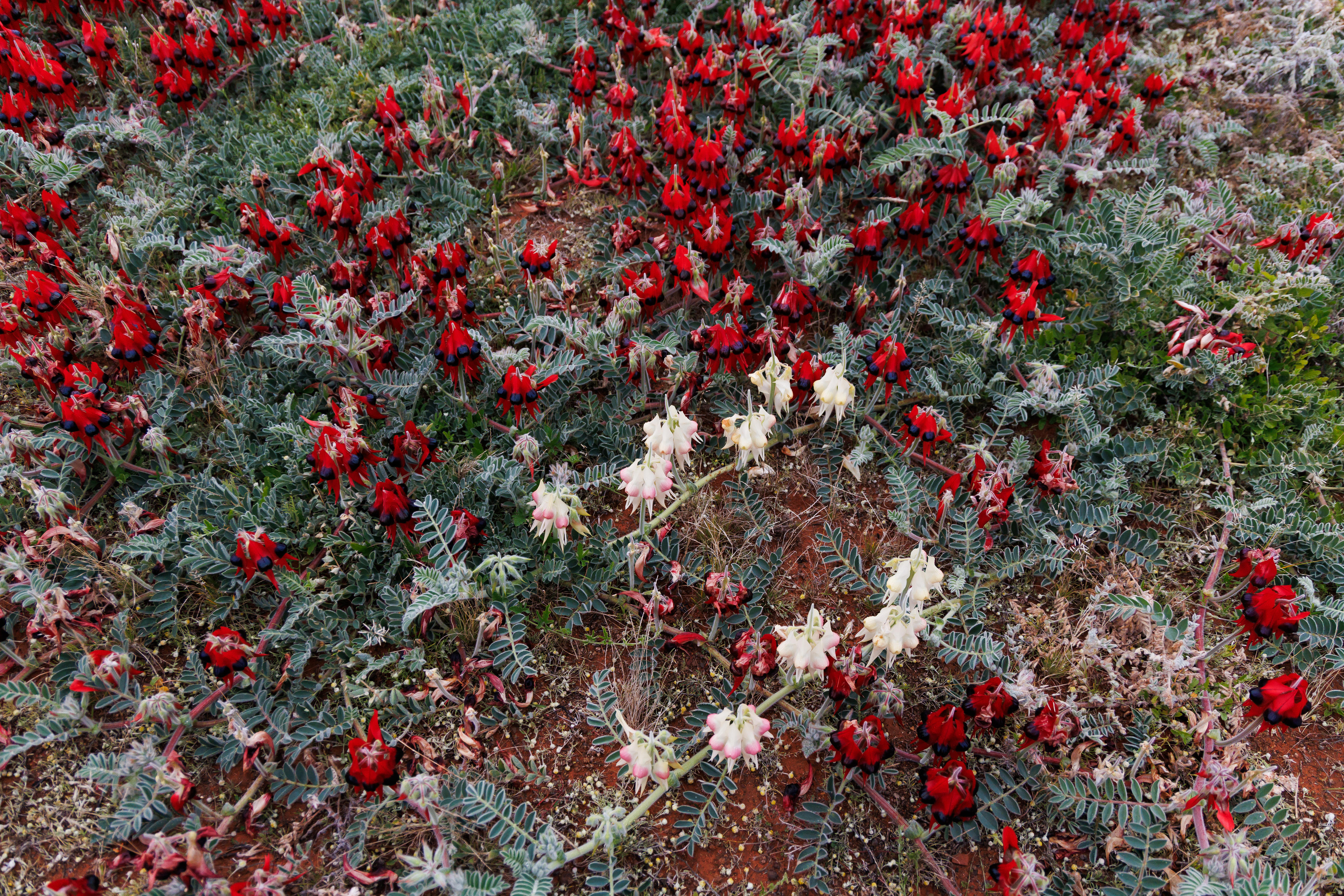 Overhead photo of Sturt's Desert Peas in bloom
