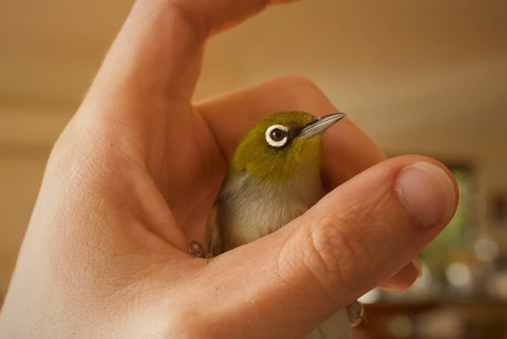 Cute little bird with white around the eye staring at the camera while gently being held in one hand.