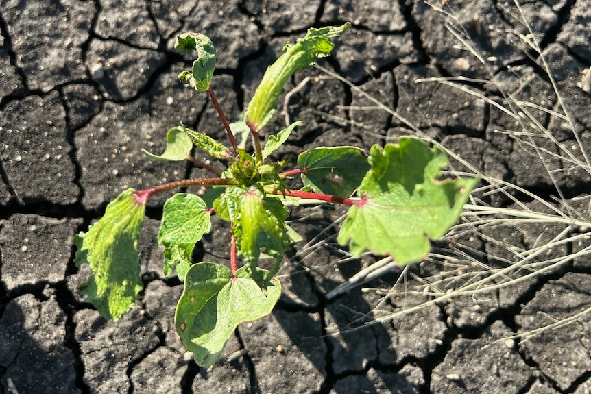 A small, wilted-looking cotton plant