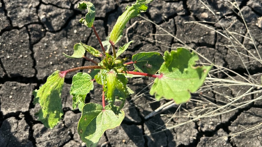 A small, wilted-looking cotton plant